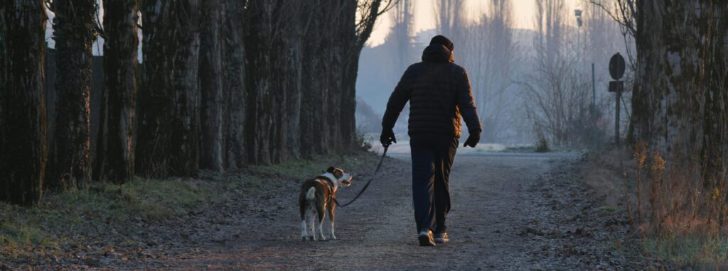 A serene walk with a dog on a tree-lined path in Isola della Scala at sunrise.